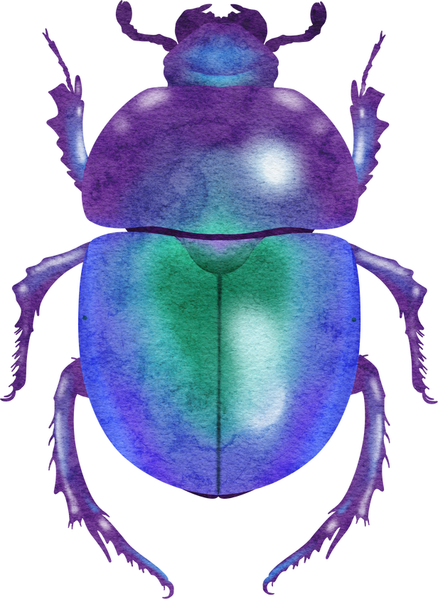 dung beetle