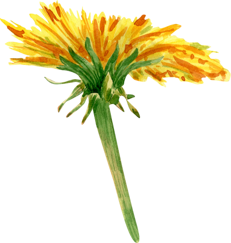 Dandelion flower illustration